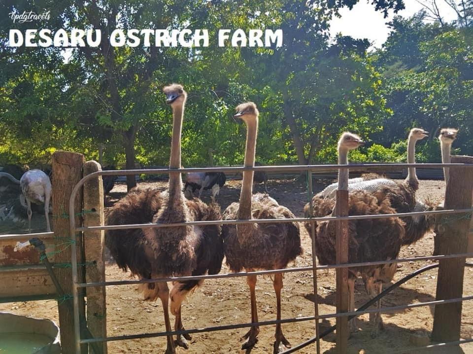 哥打丁宜Desaru 16Pax Family With Private Mini Pool & Jacuzzi别墅 外观 照片
